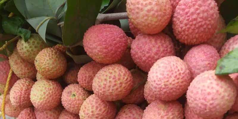 shahi litchi